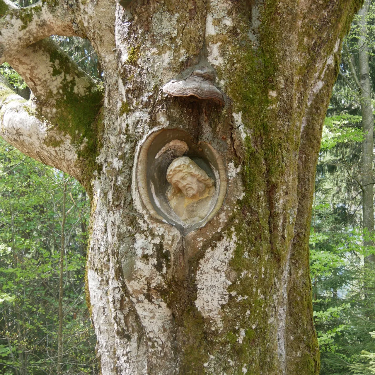 GEEK Clemens Joos Balzer Herrgott Guetenbach Sandstein in Buchenstamm q