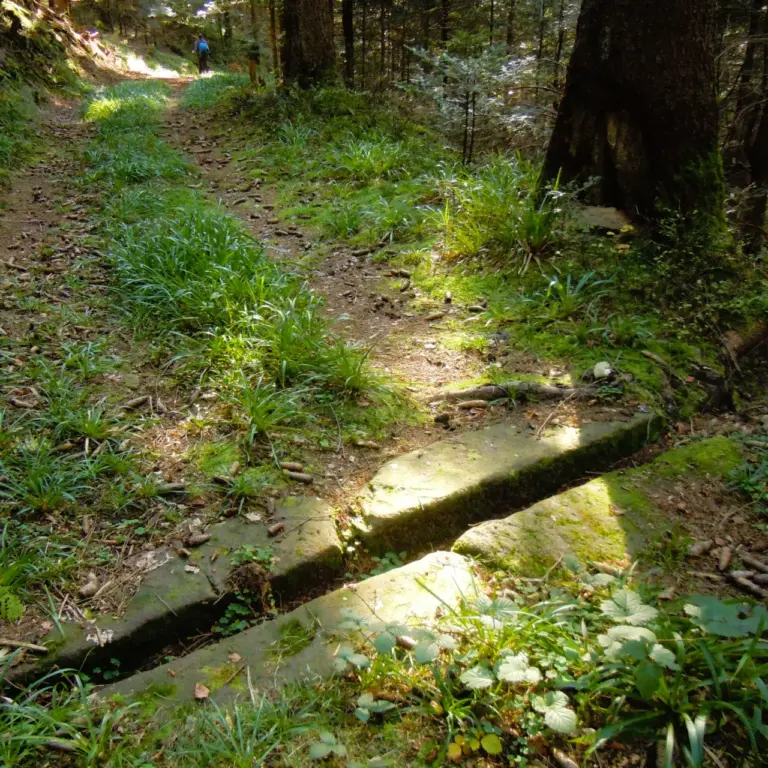 GEEK Lutz Dietrich Herbst Entwaesserunsgrinne Schenkenzell Roßbergsteige q