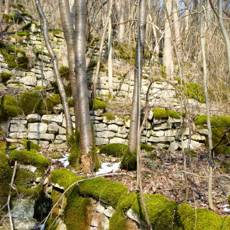 GEEK Reinhard Wolf Ehemalige Weinbergmauern Rielingshausen Gewann Steinberg q
