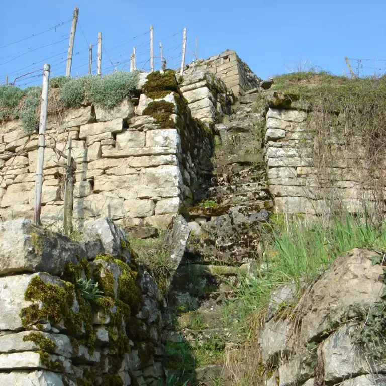 GEEK Reinhard Wolf Weinbergstaffel und Trockenmauern im Weinberg beim Steinbruch Boennigheim Hohenstein q